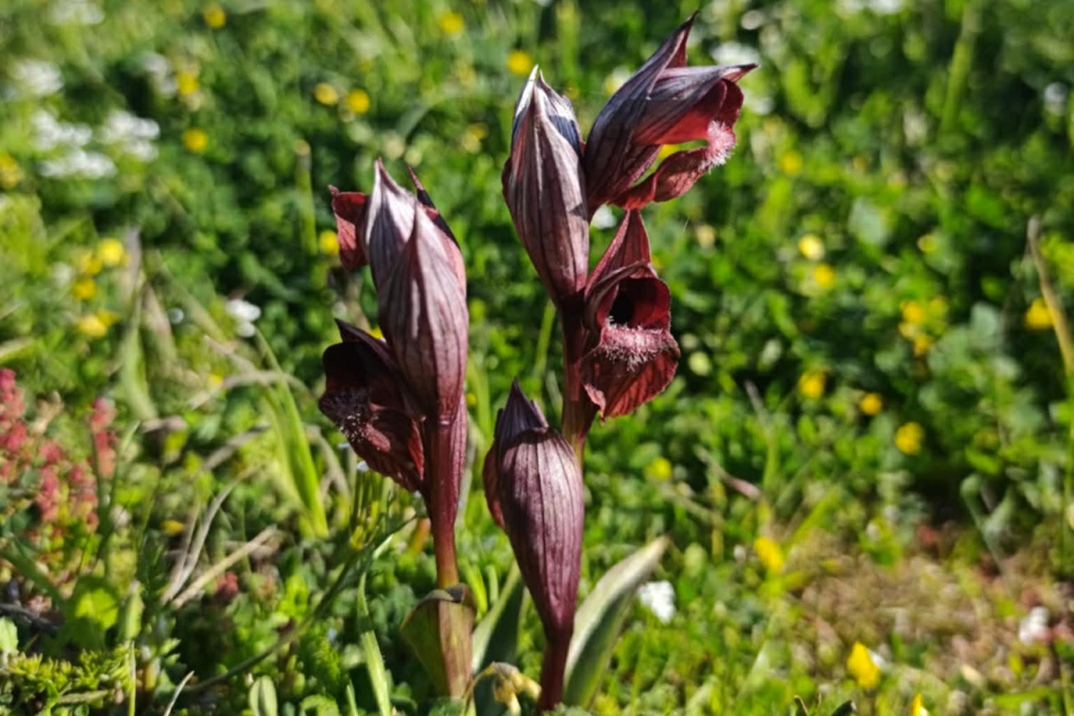 Απολιθωμένοι κορμοί δέντρων &amp; ανθισμένες άγριες ορχιδέες - Περιήγηση στο Πάρκο του Απολιθωμένου Δάσους