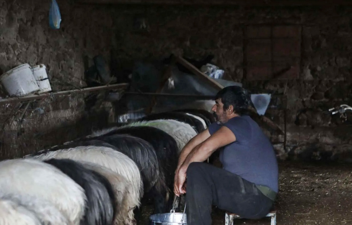 Σε απόλυτη οικονομική ασφυξία οι τυροκόμοι της Λέσβου λόγω της απαγόρευσης εξαγωγής των ώριμων προϊόντων