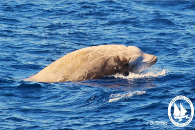 Ζιφιός πάνω από τη Θαλάσσια Τάφρο της Ικαρίας