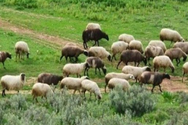Αφθώδης πυρετός: 76 κρούσματα στη Λέσβο