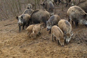 Χάος με τα αγριογούρουνα στη Σάμο – Η σύσκεψη στο Υπουργείο ακυρώθηκε την τελευταία στιγμή
