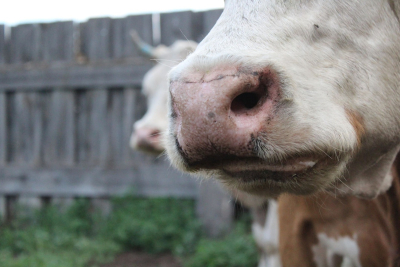 ΥΠΑΑΤ: Σε ισχύ τα μέτρα για τον αφθώδη πυρετό στη Λέσβο