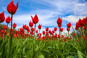 Λαλάδες - Τα 4 είδη της μοναδικής άγριας τουλίπας στη Χίο