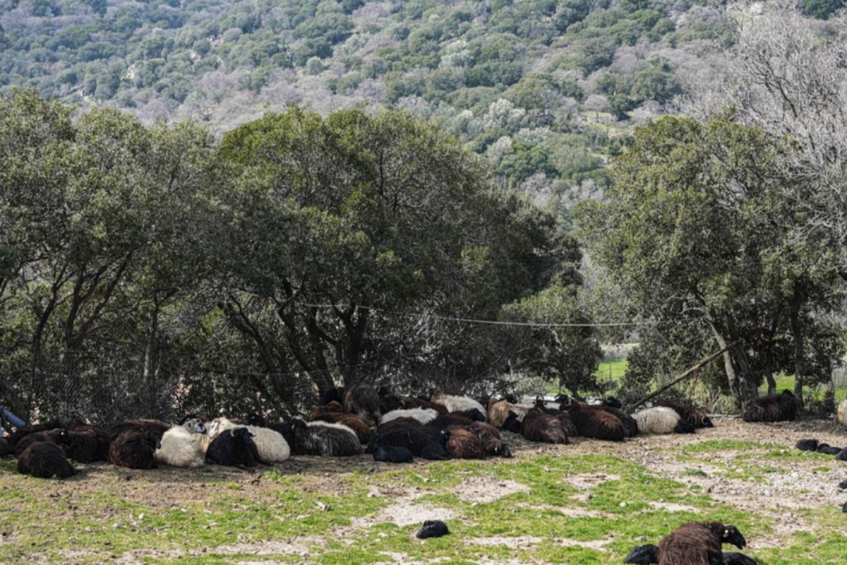 Τρία νέα επιβεβαιωμένα κρούσματα αφθώδους πυρετού στη Λέσβο