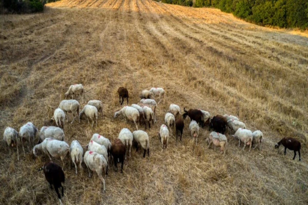 Πάσχα με ελλείψεις και ακρίβεια: Πώς οι ζωονόσοι βάζουν… «φωτιά» στις τιμές για αρνί και κατσίκι