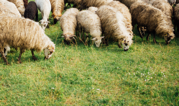Μυτιλήνη: Νέα συγκέντρωση των κτηνοτρόφων για τον αφθώδη πυρετό, σημερα Δευτέρα