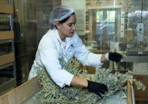 Χίος: Νέο προϊόν για αφεψήματα σε κύβους (vid)