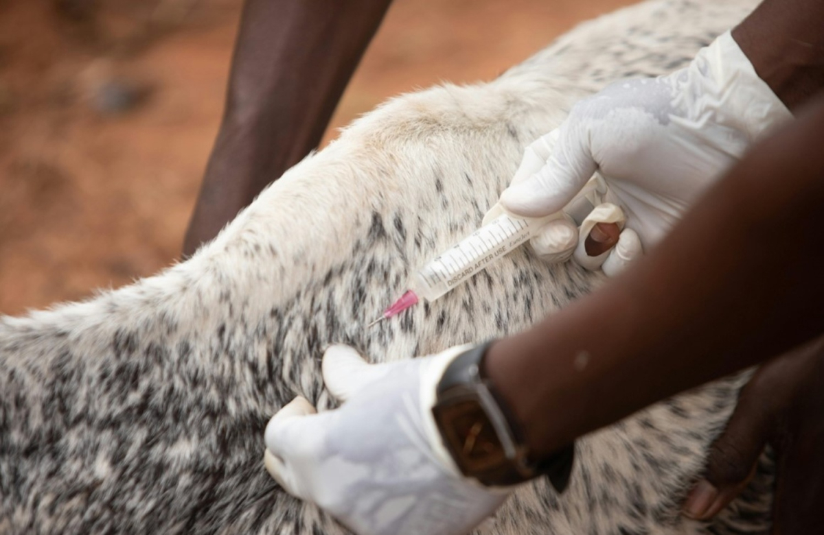 ΥΠΑΑΤ: Στα 17 τα επιβεβαιωμένα κρούσματα αφθώδους πυρετού στη Λέσβο – Επιβεβαιώθηκαν 4 νέα κρούσματα