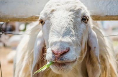 Στο 100% αποζημιώσεις για αφθώδη στη Λέσβο λέει το ΥπΑΑΤ, προσλαμβάνουν διοικητικούς και όχι κτηνίατρους για ζωονόσους