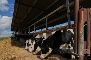 ΣΥΡΙΖΑ: Άμεση ευρωπαϊκή παρέμβαση για τον αφθώδη πυρετό στη Λέσβο – Όχι άλλη εγκατάλειψη των νησιών και των κτηνοτρόφων