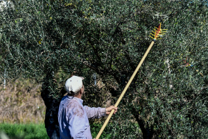 Σε κλοιό ξηρασίας η Λέσβος: Αποκαρδιωτική εικόνα στους ελαιώνες