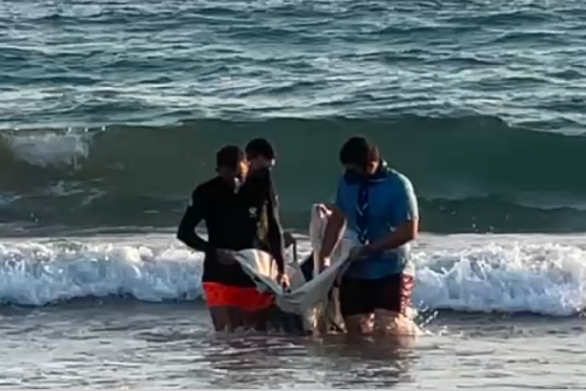 Λέσβος: Νεαρό δελφίνι ξεβράστηκε στην παραλία