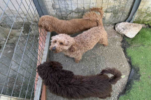 Σάμος: Παράνομη αναπαραγωγή σκύλων σε οικία